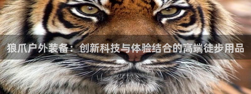富邦娱乐 果敢锦海